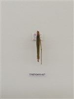 藏品(直翅目(1))的圖片